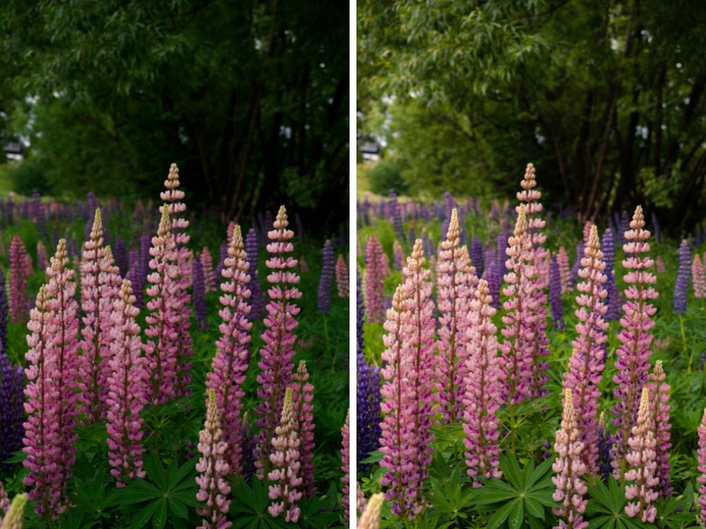 The Signature Collection: Mobile Lightroom Presets